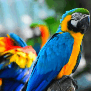 tour aviario
