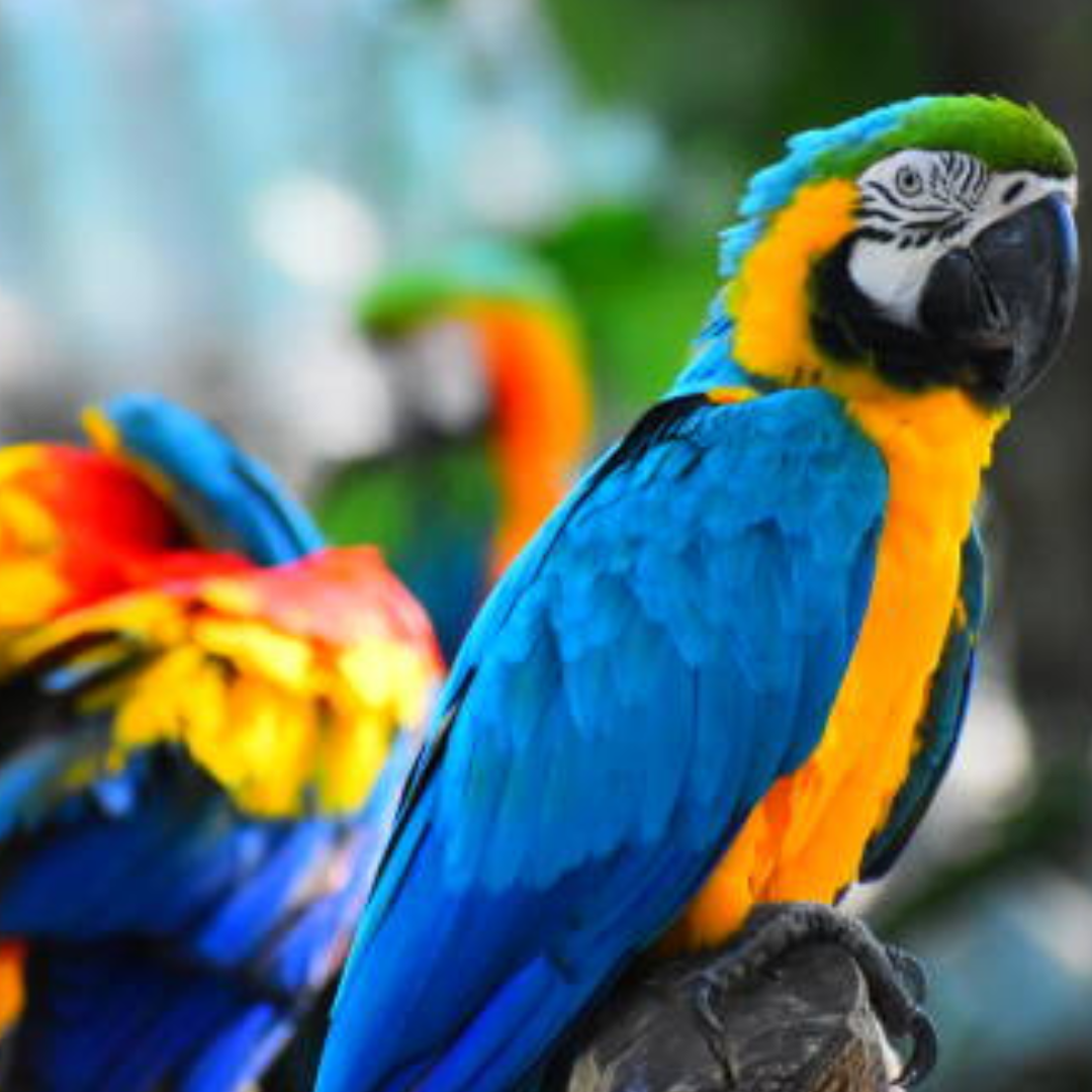 tour aviario