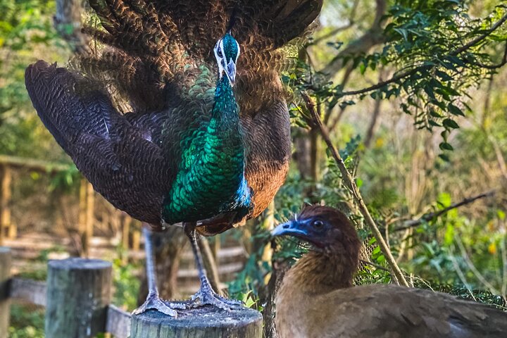 tour aviario - Image 2
