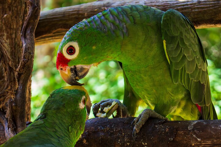 tour aviario - Image 11